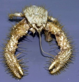 Источник  картинки: http://www.nature.com/news/yeti-crab-grows-its-own-food-1.9537#/b2 