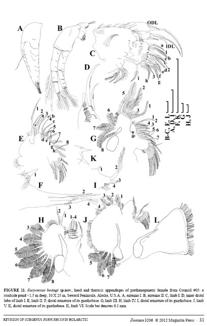 Eurycercus beringi sp.nov.