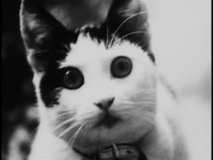 Кошка (1968)