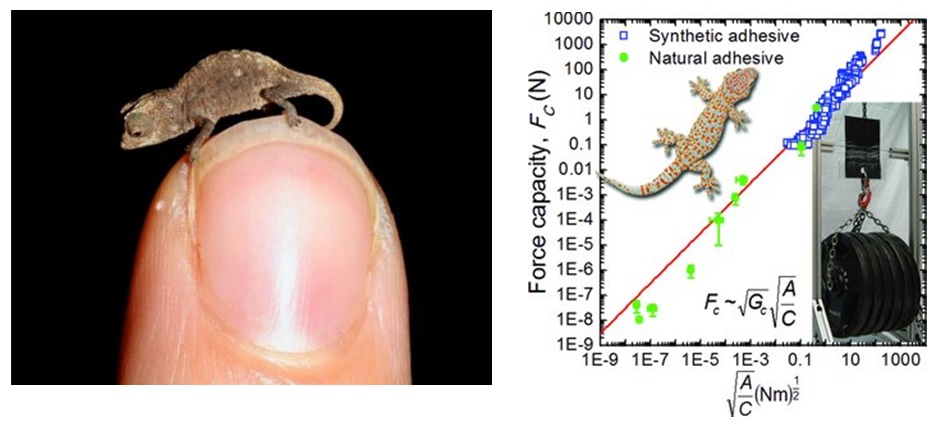 Слева открытый мимимикрошечный хамелеон, справа – свойства суперлипучки сделанной по образцу лапы гекона.